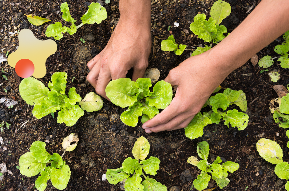 https://a.storyblok.com/f/197182/940x621/1e19a61ca1/grow-your-own-food-5.png